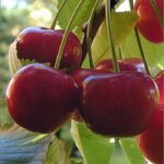 Κερασιά Τραγανά Εδέσσης