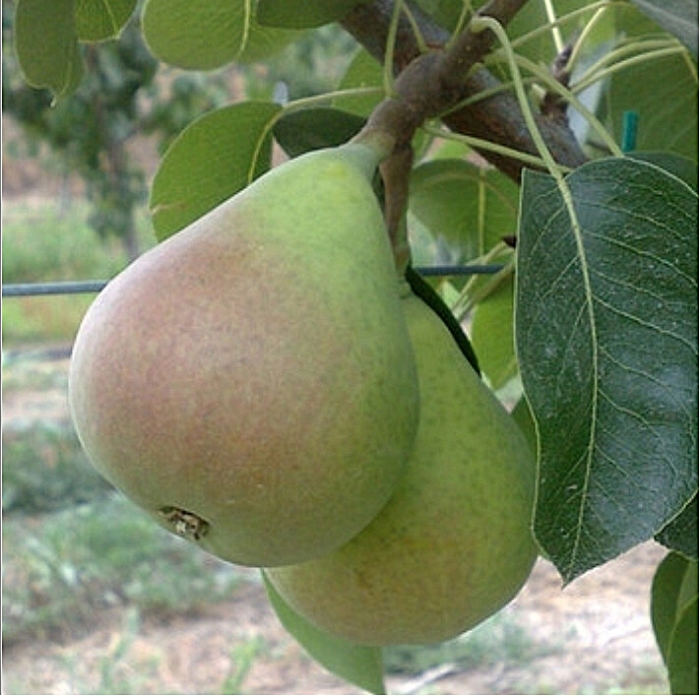 Φυτώρια Γαβριηλίδη-14 Αχλαδιά Κοντούλα - Image 1