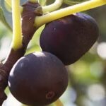 Μαύρα Βασιλικά Σύκα