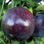 Δαμασκηνιά Friar (Βανίλια)