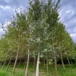 ΛΕΥΚΑ (POPULUS)